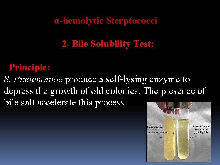 α-hemolytic Sterptococci 2. Bile Solubility Test: Principle: S. Pneumoniae produce a self-lysing enzyme to