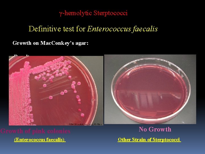 γ-hemolytic Sterptococci Definitive test for Enterococcus faecalis Growth on Mac. Conkey’s agar: Results: Growth