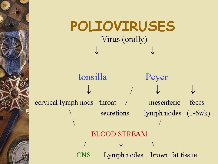 POLIOVIRUSES Virus (orally) tonsilla / Peyer cervical lymph nods throat / mesenteric feces 