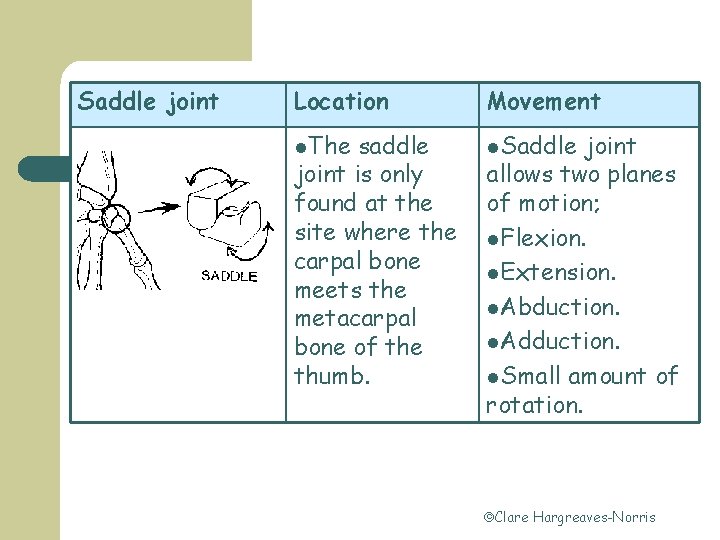 Saddle joint Location Movement l. The l. Saddle saddle joint is only found at