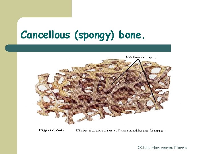 Cancellous (spongy) bone. Clare Hargreaves-Norris 
