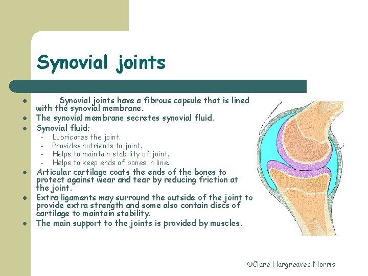 Synovial joints l l l Synovial joints have a fibrous capsule that is lined
