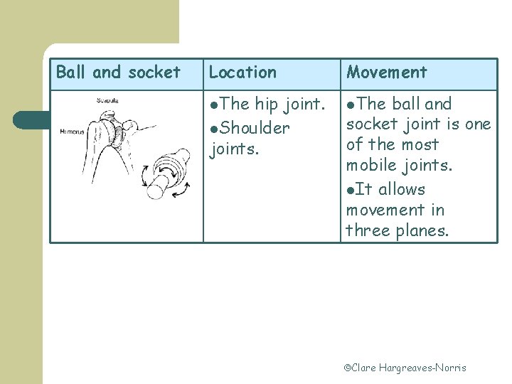 Ball and socket Location Movement l. The hip joint. l. Shoulder joints. ball and