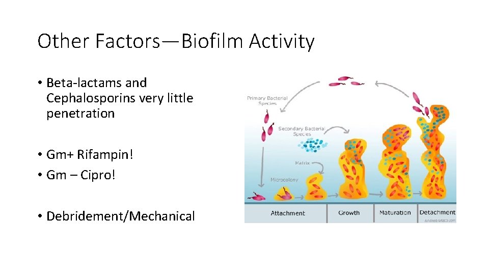 Other Factors—Biofilm Activity • Beta-lactams and Cephalosporins very little penetration • Gm+ Rifampin! •