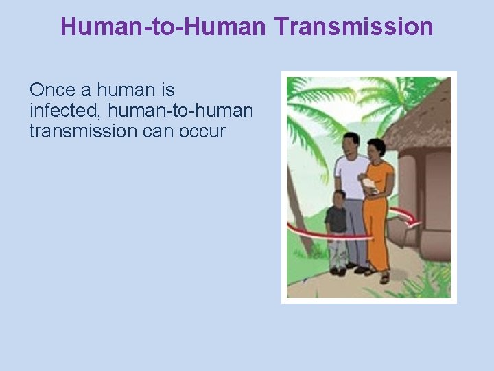 Human-to-Human Transmission Once a human is infected, human-to-human transmission can occur 