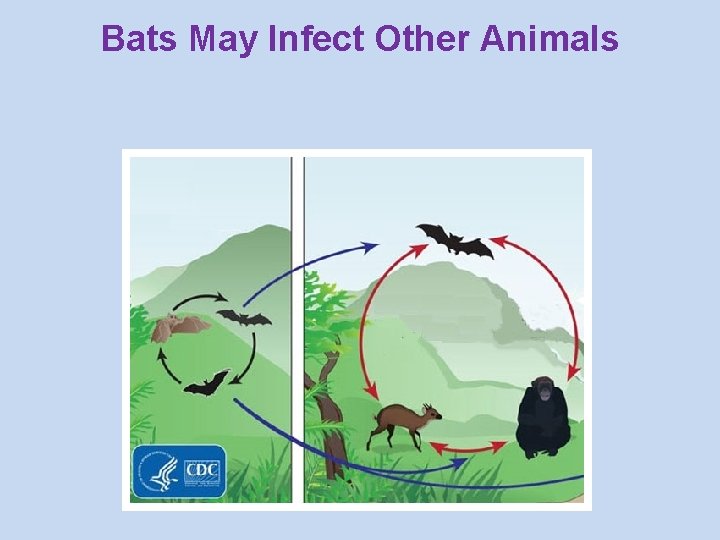 Bats May Infect Other Animals 