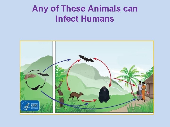 Any of These Animals can Infect Humans 