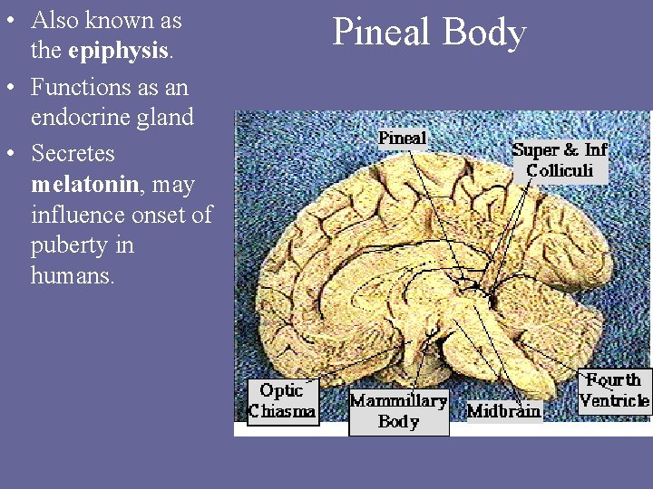  • Also known as the epiphysis. • Functions as an endocrine gland •