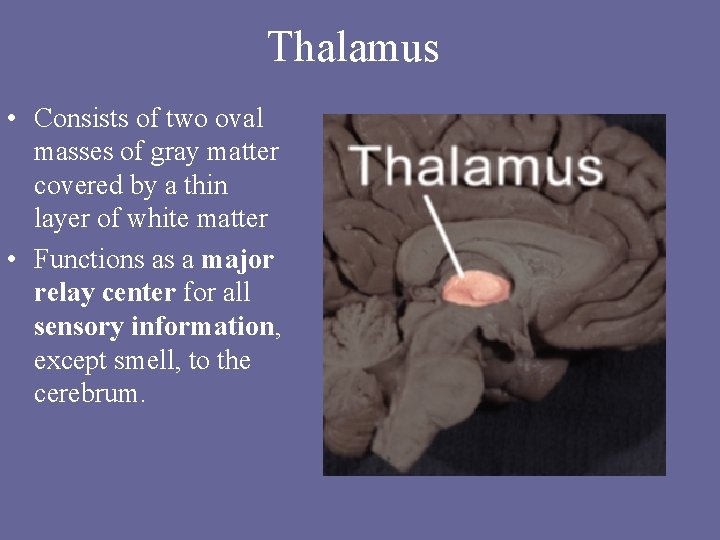 Thalamus • Consists of two oval masses of gray matter covered by a thin