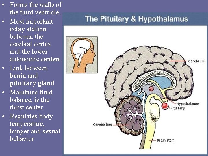  • Forms the walls of the third ventricle. • Most important relay station