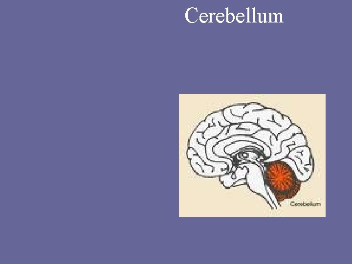 Cerebellum 