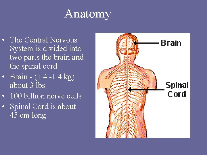 Anatomy • The Central Nervous System is divided into two parts the brain and