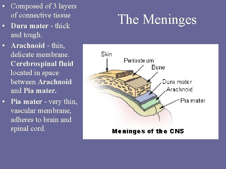  • Composed of 3 layers of connective tissue • Dura mater - thick
