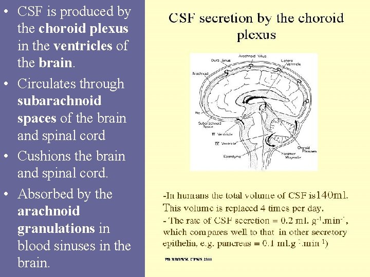  • CSF is produced by the choroid plexus in the ventricles of the