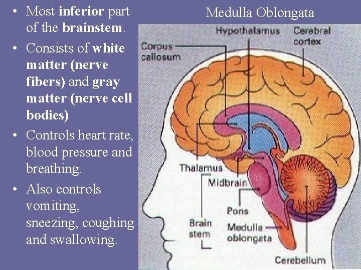  • Most inferior part of the brainstem. • Consists of white matter (nerve