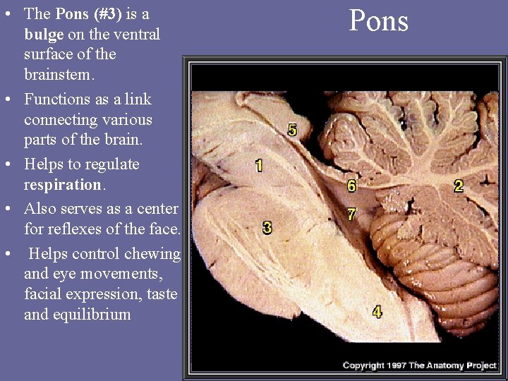  • The Pons (#3) is a bulge on the ventral surface of the