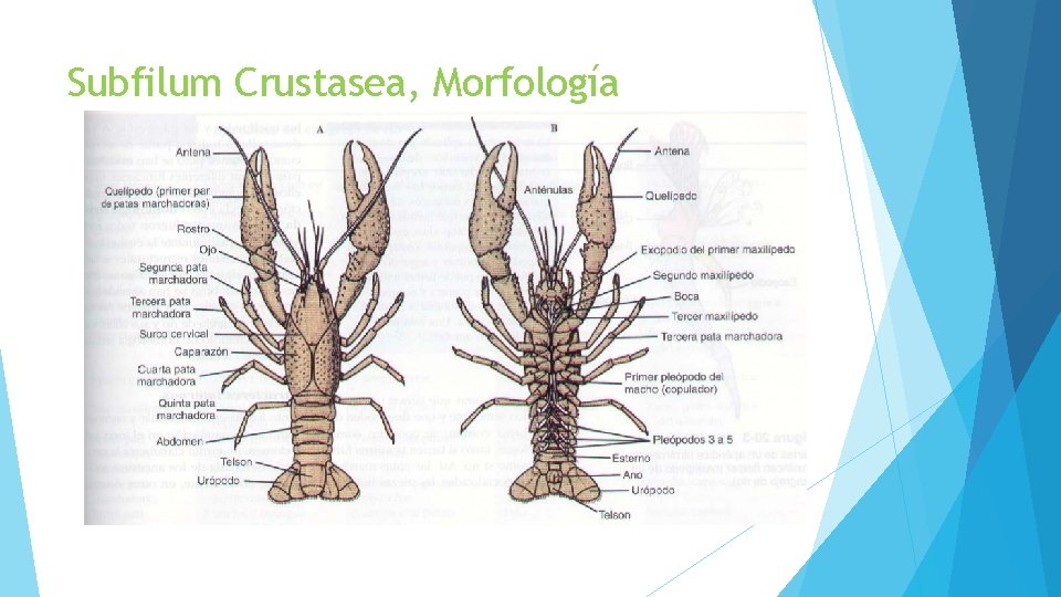 Subfilum Crustasea, Morfología 