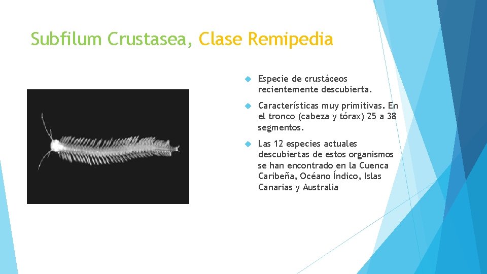 Subfilum Crustasea, Clase Remipedia Especie de crustáceos recientemente descubierta. Características muy primitivas. En el