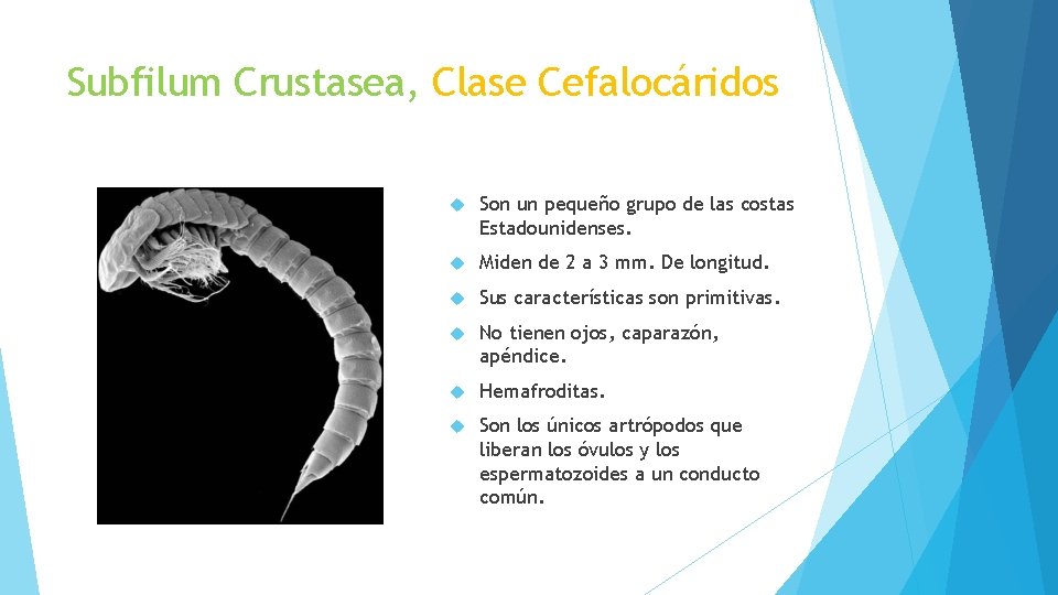 Subfilum Crustasea, Clase Cefalocáridos Son un pequeño grupo de las costas Estadounidenses. Miden de