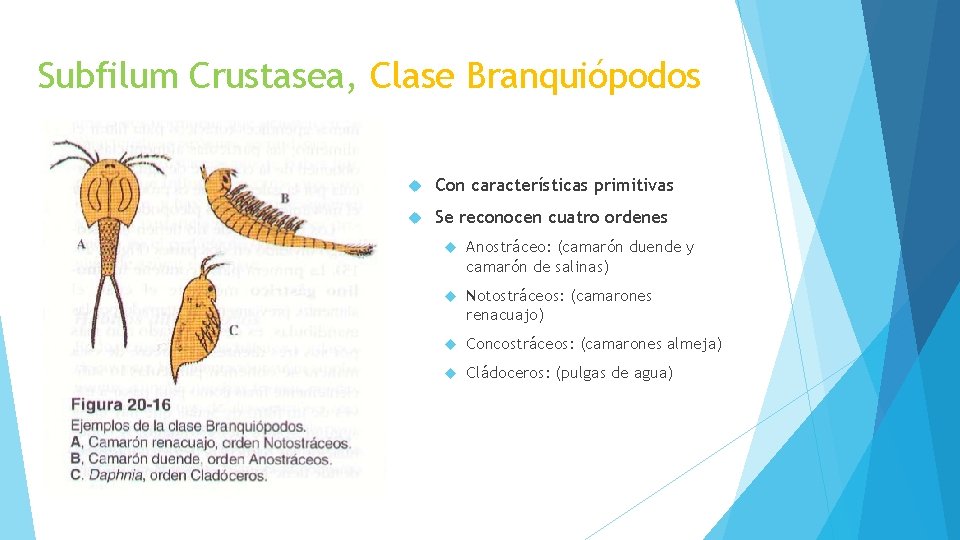 Subfilum Crustasea, Clase Branquiópodos Con características primitivas Se reconocen cuatro ordenes Anostráceo: (camarón duende