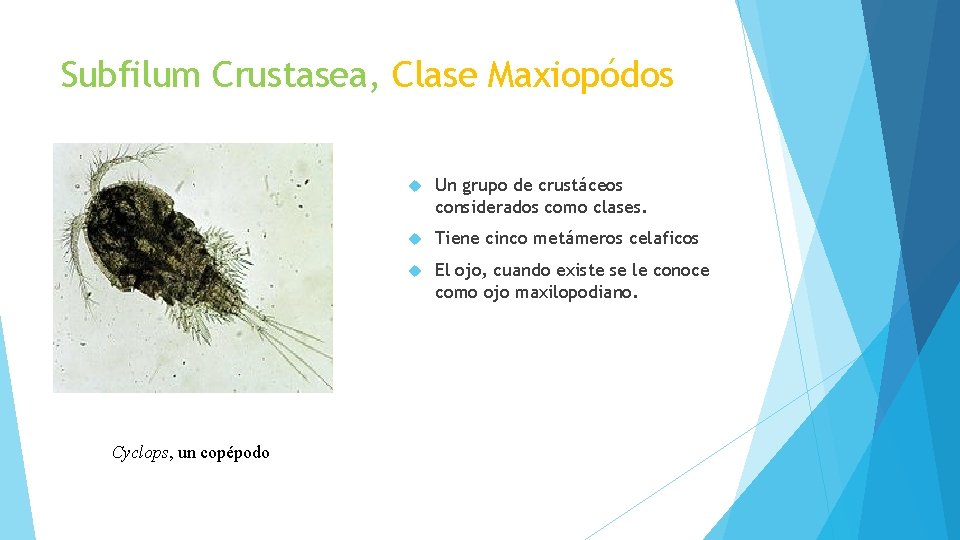 Subfilum Crustasea, Clase Maxiopódos Cyclops, un copépodo Un grupo de crustáceos considerados como clases.