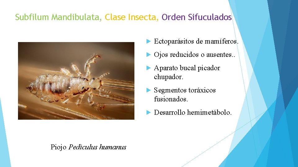 Subfilum Mandibulata, Clase Insecta, Orden Sifuculados Piojo Pediculus humanus ► Ectoparásitos de mamíferos. ►