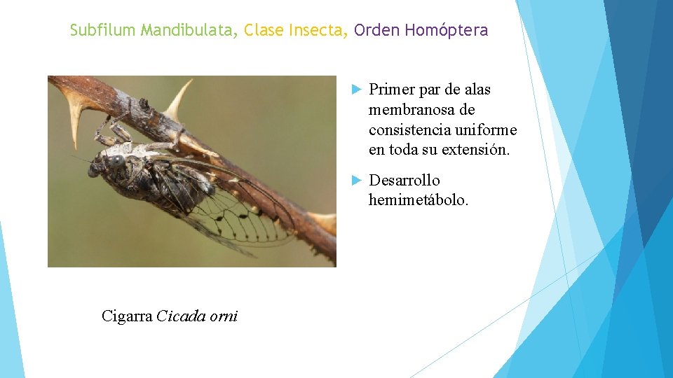 Subfilum Mandibulata, Clase Insecta, Orden Homóptera Cigarra Cicada orni ► Primer par de alas