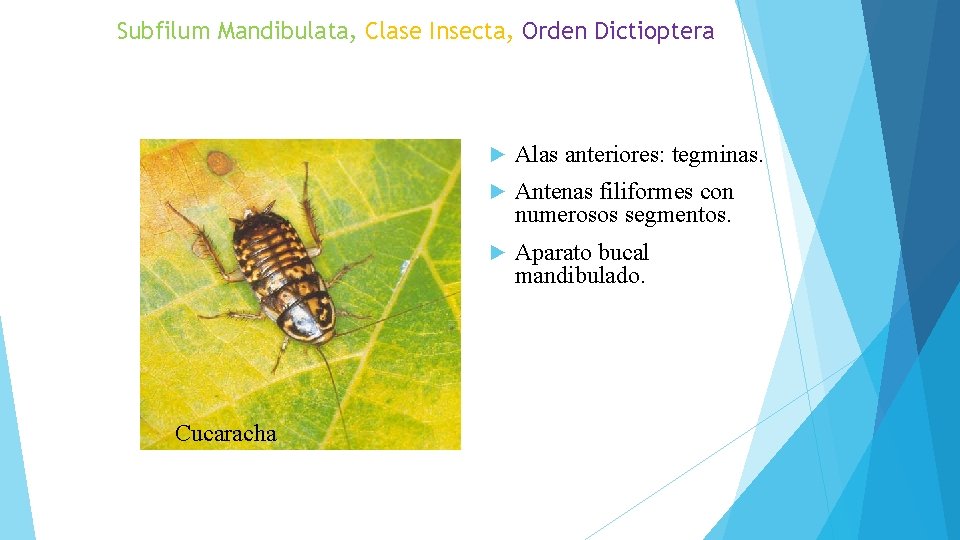 Subfilum Mandibulata, Clase Insecta, Orden Dictioptera Cucaracha ► Alas anteriores: tegminas. ► Antenas filiformes