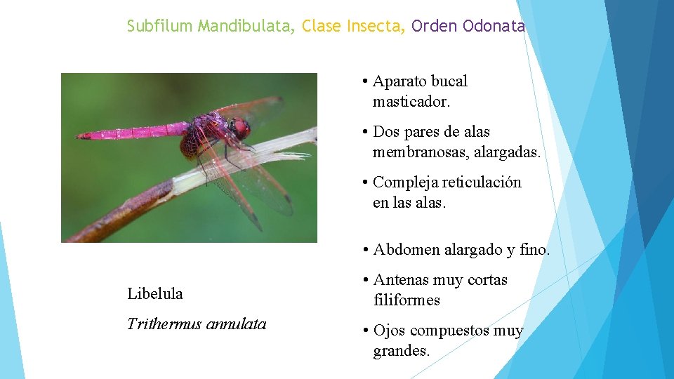 Subfilum Mandibulata, Clase Insecta, Orden Odonata • Aparato bucal masticador. • Dos pares de