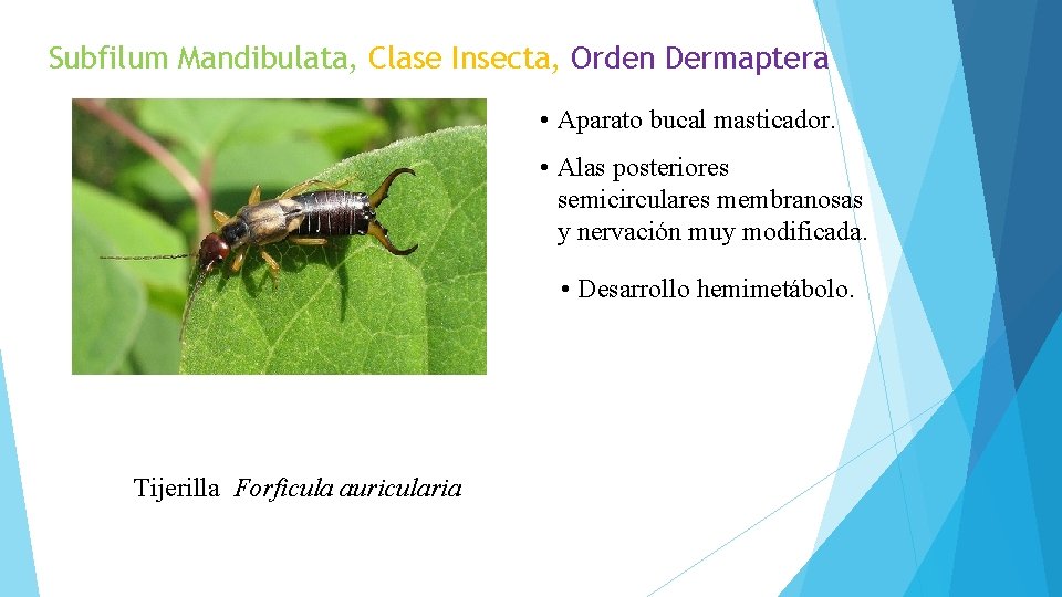 Subfilum Mandibulata, Clase Insecta, Orden Dermaptera • Aparato bucal masticador. • Alas posteriores semicirculares
