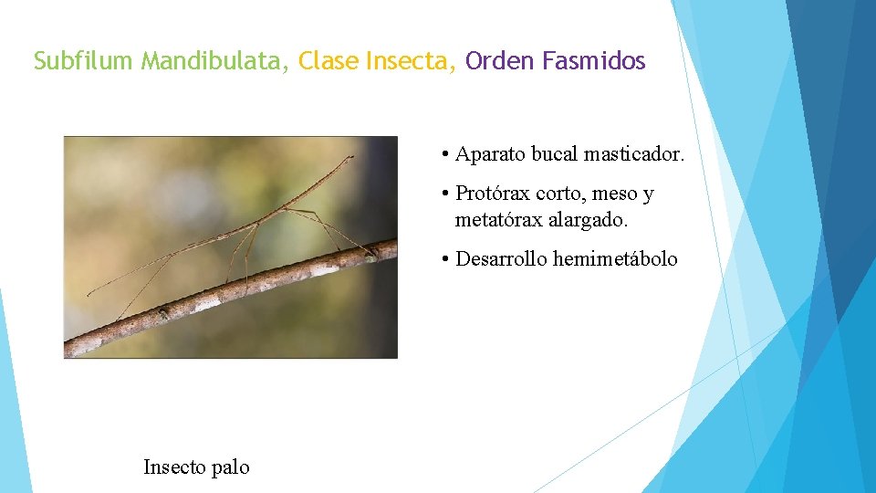 Subfilum Mandibulata, Clase Insecta, Orden Fasmidos • Aparato bucal masticador. • Protórax corto, meso