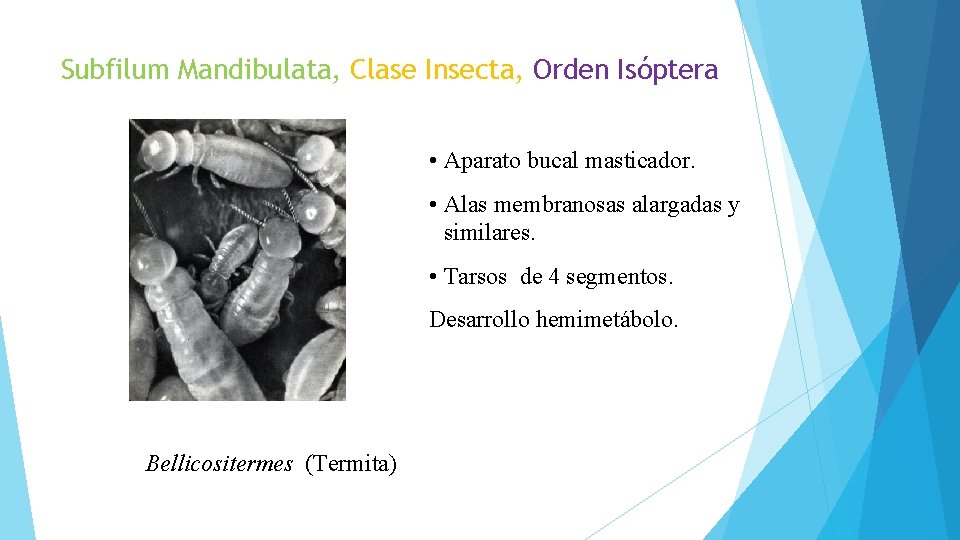 Subfilum Mandibulata, Clase Insecta, Orden Isóptera • Aparato bucal masticador. • Alas membranosas alargadas