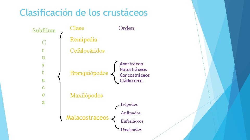 Clasificación de los crustáceos Subfilum C r u s t a c e a
