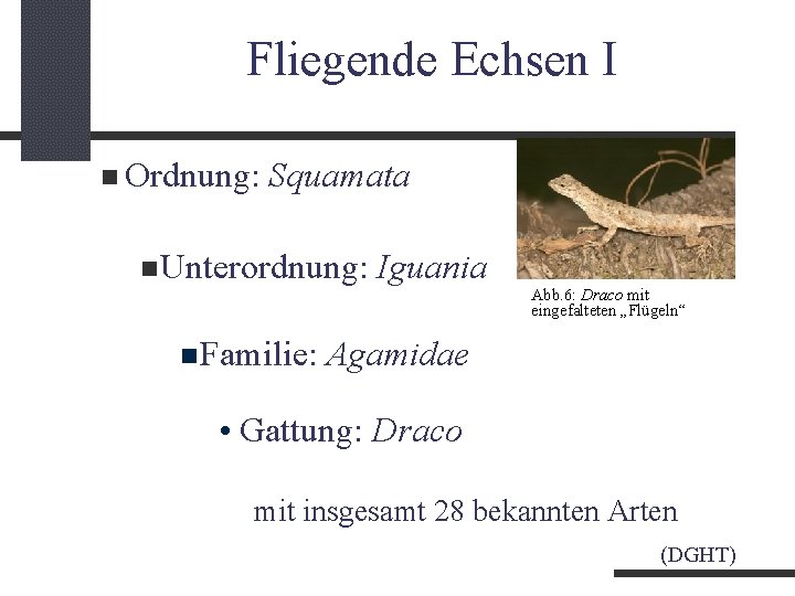 Fliegende Echsen I Ordnung: Squamata Unterordnung: Familie: Iguania Abb. 6: Draco mit eingefalteten „Flügeln“