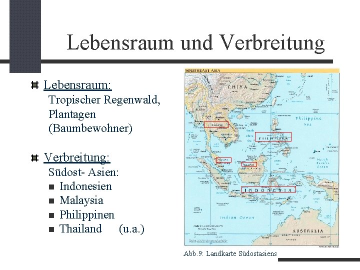 Lebensraum und Verbreitung Lebensraum: Tropischer Regenwald, Plantagen (Baumbewohner) Verbreitung: Südost- Asien: Indonesien Malaysia Philippinen