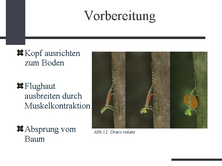 Vorbereitung Kopf ausrichten zum Boden Flughaut ausbreiten durch Muskelkontraktion Absprung vom Baum Abb. 12: