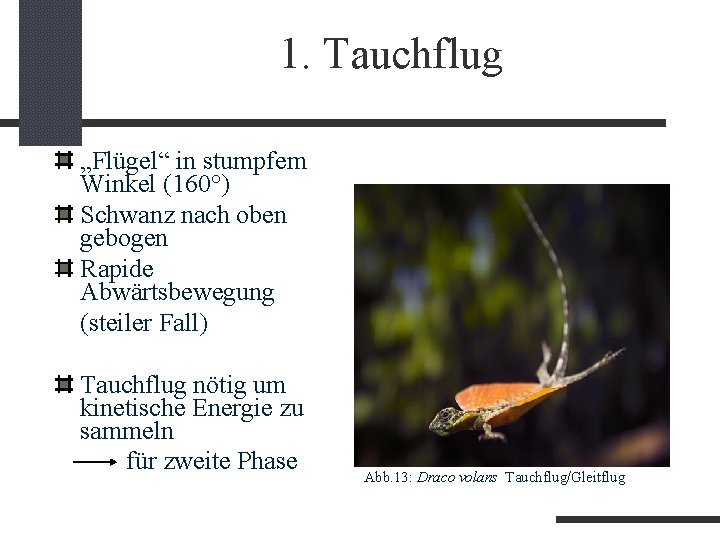 1. Tauchflug „Flügel“ in stumpfem Winkel (160°) Schwanz nach oben gebogen Rapide Abwärtsbewegung (steiler