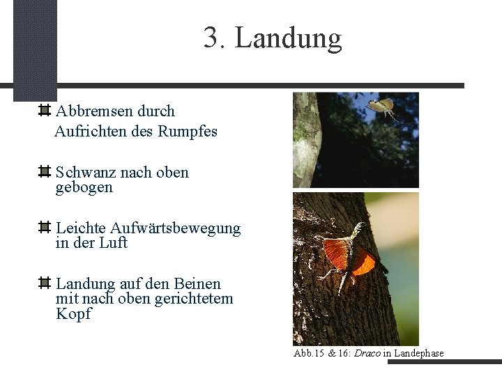 3. Landung Abbremsen durch Aufrichten des Rumpfes Schwanz nach oben gebogen Leichte Aufwärtsbewegung in