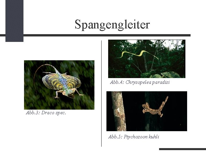 Spangengleiter Abb. 4: Chrysopelea paradisi Abb. 3: Draco spec. Abb. 5: Ptychozoon kuhli 