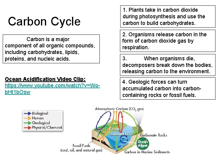 Carbon Cycle Carbon is a major component of all organic compounds, including carbohydrates, lipids,