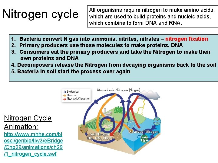Nitrogen cycle All organisms require nitrogen to make amino acids, which are used to