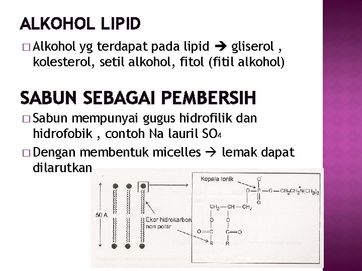 ALKOHOL LIPID � Alkohol yg terdapat pada lipid gliserol , kolesterol, setil alkohol, fitol