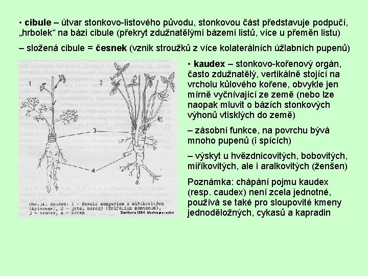  • cibule – útvar stonkovo-listového původu, stonkovou část představuje podpučí, „hrbolek“ na bázi