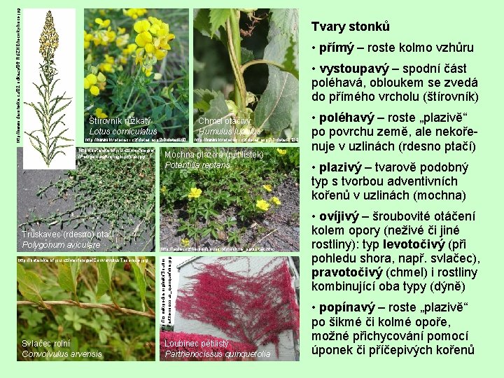  • přímý – roste kolmo vzhůru • vystoupavý – spodní část poléhavá, obloukem