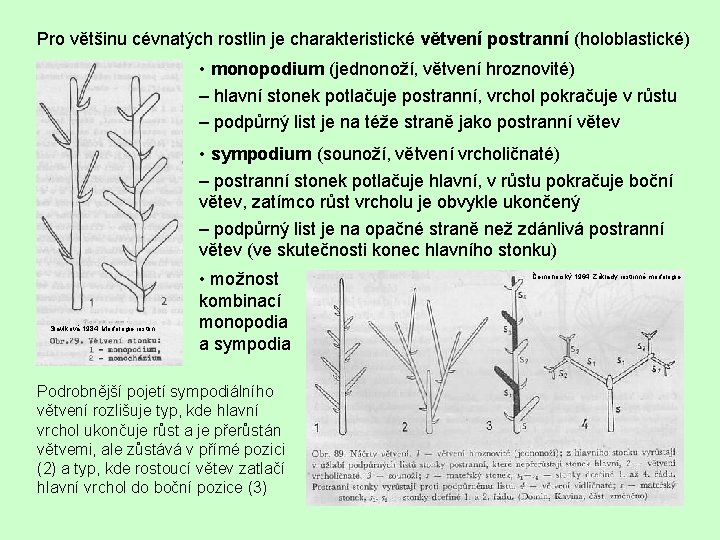 Pro většinu cévnatých rostlin je charakteristické větvení postranní (holoblastické) • monopodium (jednonoží, větvení hroznovité)