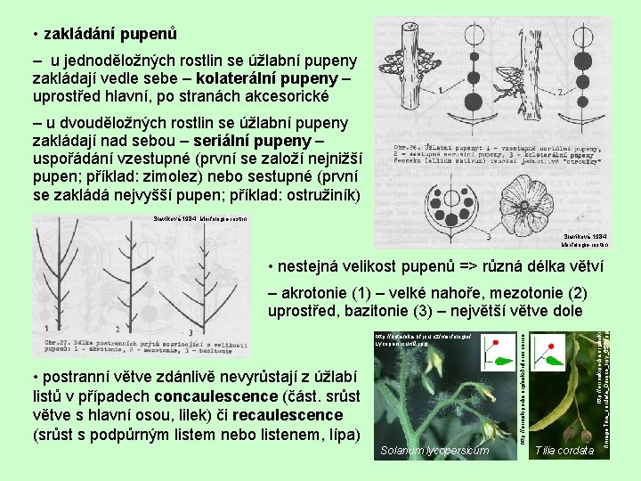  • zakládání pupenů – u jednoděložných rostlin se úžlabní pupeny zakládají vedle sebe