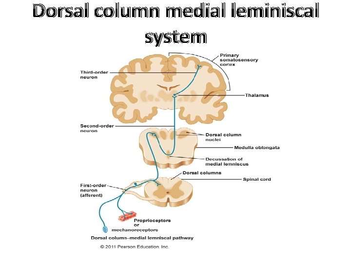 Dorsal column medial leminiscal system 