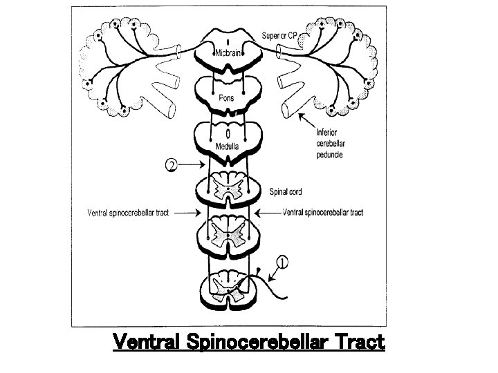 Ventral Spinocerebellar Tract 