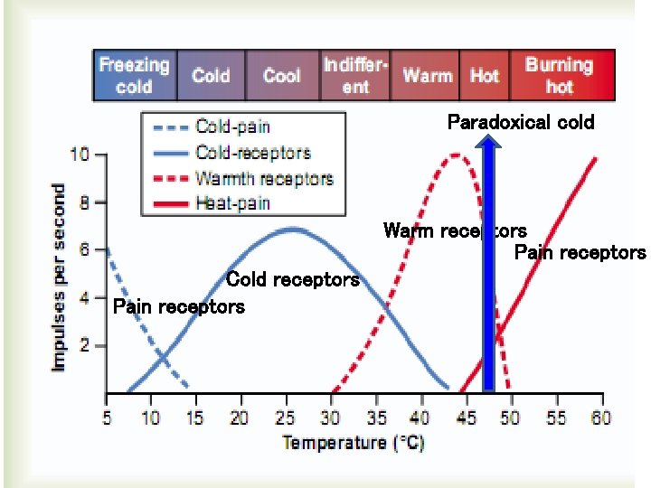 Paradoxical cold Warm receptors Pain receptors Cold receptors Pain receptors 