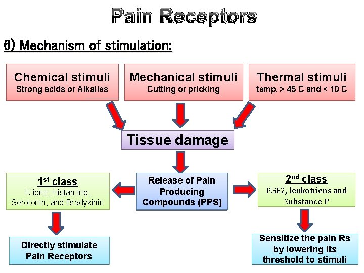Pain Receptors 6) Mechanism of stimulation: Chemical stimuli Mechanical stimuli Thermal stimuli Strong acids